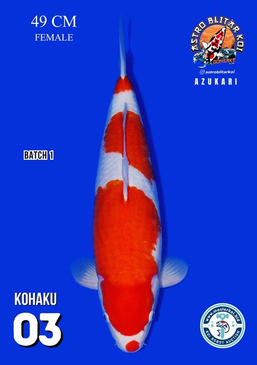 Lelang Koi Online, Jual Beli Ikan Koi, Pusat Jual Beli Koi, Info Lelang Koi Hari Ini, Platform Jual Beli Koi, Jual Beli Ikan Koi Online, Marketplace Ikan Koi, Jual Koi Terbaik, Tempat Beli Koi Berkualitas, Pasar Ikan Koi Online Terpercaya, Penjual Ikan Koi Terpercaya, Beli Koi Hias Online, Ikan Koi untuk Dijual, Koi Kualitas Terbaik, Toko Online Ikan Koi, Koi Hias Untuk Dijual, Jual Beli Ikan Koi Lokal, Koi Indonesia Online, Pusat Jual Beli Koi Terbesar