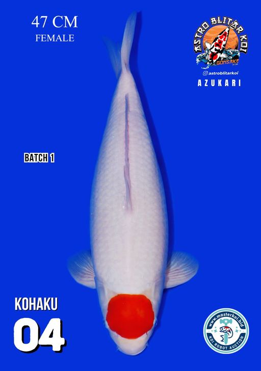 Lelang Koi Online, Jual Beli Ikan Koi, Pusat Jual Beli Koi, Info Lelang Koi Hari Ini, Platform Jual Beli Koi, Jual Beli Ikan Koi Online, Marketplace Ikan Koi, Jual Koi Terbaik, Tempat Beli Koi Berkualitas, Pasar Ikan Koi Online Terpercaya, Penjual Ikan Koi Terpercaya, Beli Koi Hias Online, Ikan Koi untuk Dijual, Koi Kualitas Terbaik, Toko Online Ikan Koi, Koi Hias Untuk Dijual, Jual Beli Ikan Koi Lokal, Koi Indonesia Online, Pusat Jual Beli Koi Terbesar