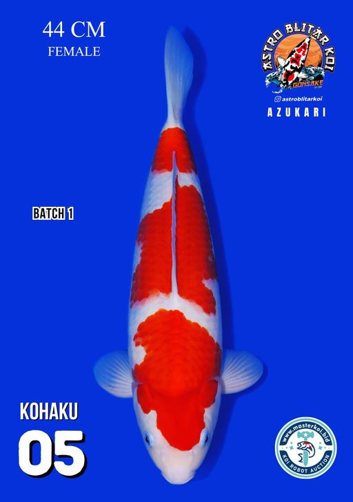 Lelang Koi Online, Jual Beli Ikan Koi, Pusat Jual Beli Koi, Info Lelang Koi Hari Ini, Platform Jual Beli Koi, Jual Beli Ikan Koi Online, Marketplace Ikan Koi, Jual Koi Terbaik, Tempat Beli Koi Berkualitas, Pasar Ikan Koi Online Terpercaya, Penjual Ikan Koi Terpercaya, Beli Koi Hias Online, Ikan Koi untuk Dijual, Koi Kualitas Terbaik, Toko Online Ikan Koi, Koi Hias Untuk Dijual, Jual Beli Ikan Koi Lokal, Koi Indonesia Online, Pusat Jual Beli Koi Terbesar