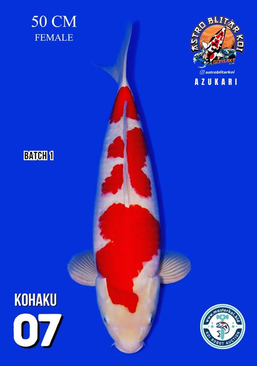 Lelang Koi Online, Jual Beli Ikan Koi, Pusat Jual Beli Koi, Info Lelang Koi Hari Ini, Platform Jual Beli Koi, Jual Beli Ikan Koi Online, Marketplace Ikan Koi, Jual Koi Terbaik, Tempat Beli Koi Berkualitas, Pasar Ikan Koi Online Terpercaya, Penjual Ikan Koi Terpercaya, Beli Koi Hias Online, Ikan Koi untuk Dijual, Koi Kualitas Terbaik, Toko Online Ikan Koi, Koi Hias Untuk Dijual, Jual Beli Ikan Koi Lokal, Koi Indonesia Online, Pusat Jual Beli Koi Terbesar