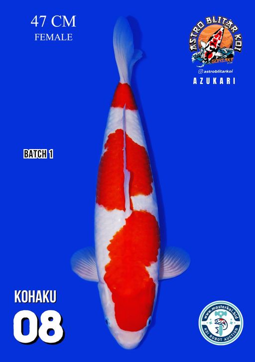 Lelang Koi Online, Jual Beli Ikan Koi, Pusat Jual Beli Koi, Info Lelang Koi Hari Ini, Platform Jual Beli Koi, Jual Beli Ikan Koi Online, Marketplace Ikan Koi, Jual Koi Terbaik, Tempat Beli Koi Berkualitas, Pasar Ikan Koi Online Terpercaya, Penjual Ikan Koi Terpercaya, Beli Koi Hias Online, Ikan Koi untuk Dijual, Koi Kualitas Terbaik, Toko Online Ikan Koi, Koi Hias Untuk Dijual, Jual Beli Ikan Koi Lokal, Koi Indonesia Online, Pusat Jual Beli Koi Terbesar
