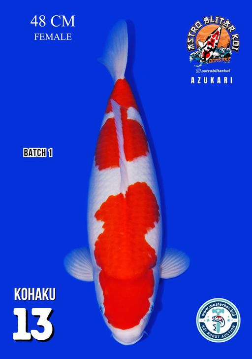 Lelang Koi Online, Jual Beli Ikan Koi, Pusat Jual Beli Koi, Info Lelang Koi Hari Ini, Platform Jual Beli Koi, Jual Beli Ikan Koi Online, Marketplace Ikan Koi, Jual Koi Terbaik, Tempat Beli Koi Berkualitas, Pasar Ikan Koi Online Terpercaya, Penjual Ikan Koi Terpercaya, Beli Koi Hias Online, Ikan Koi untuk Dijual, Koi Kualitas Terbaik, Toko Online Ikan Koi, Koi Hias Untuk Dijual, Jual Beli Ikan Koi Lokal, Koi Indonesia Online, Pusat Jual Beli Koi Terbesar