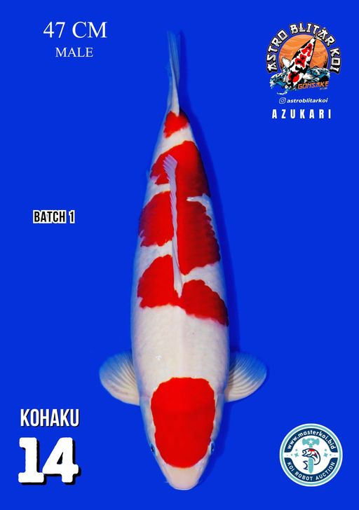 Lelang Koi Online, Jual Beli Ikan Koi, Pusat Jual Beli Koi, Info Lelang Koi Hari Ini, Platform Jual Beli Koi, Jual Beli Ikan Koi Online, Marketplace Ikan Koi, Jual Koi Terbaik, Tempat Beli Koi Berkualitas, Pasar Ikan Koi Online Terpercaya, Penjual Ikan Koi Terpercaya, Beli Koi Hias Online, Ikan Koi untuk Dijual, Koi Kualitas Terbaik, Toko Online Ikan Koi, Koi Hias Untuk Dijual, Jual Beli Ikan Koi Lokal, Koi Indonesia Online, Pusat Jual Beli Koi Terbesar