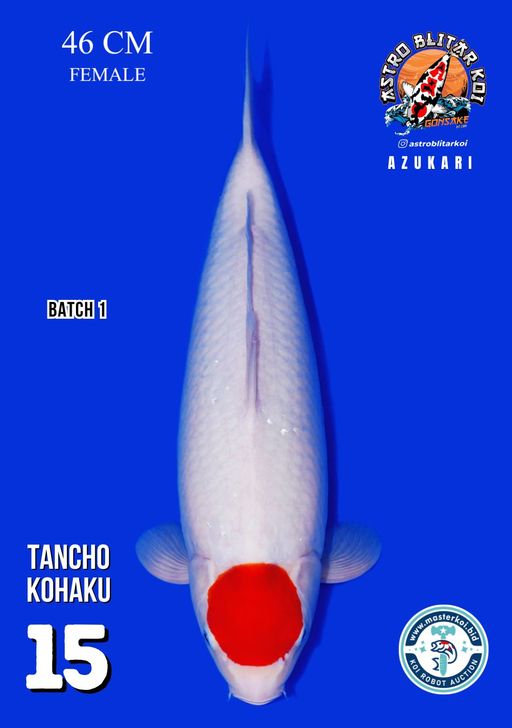 Lelang Koi Online, Jual Beli Ikan Koi, Pusat Jual Beli Koi, Info Lelang Koi Hari Ini, Platform Jual Beli Koi, Jual Beli Ikan Koi Online, Marketplace Ikan Koi, Jual Koi Terbaik, Tempat Beli Koi Berkualitas, Pasar Ikan Koi Online Terpercaya, Penjual Ikan Koi Terpercaya, Beli Koi Hias Online, Ikan Koi untuk Dijual, Koi Kualitas Terbaik, Toko Online Ikan Koi, Koi Hias Untuk Dijual, Jual Beli Ikan Koi Lokal, Koi Indonesia Online, Pusat Jual Beli Koi Terbesar