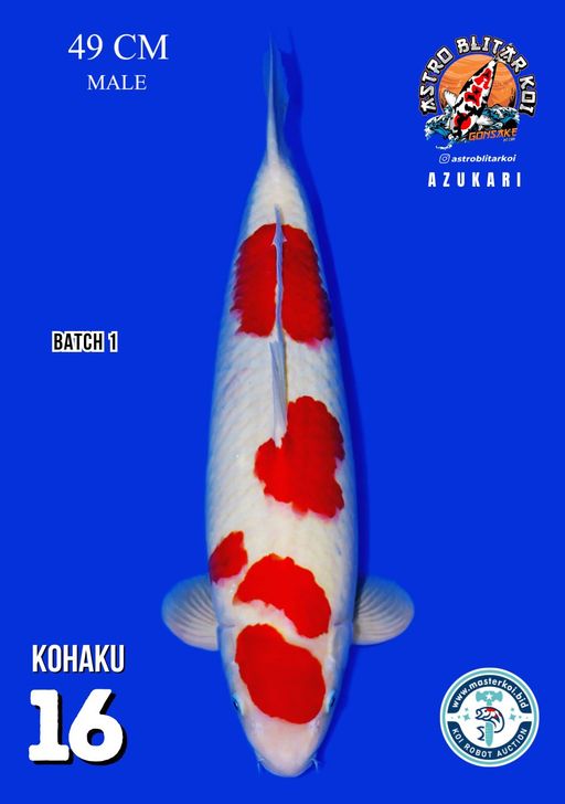 Lelang Koi Online, Jual Beli Ikan Koi, Pusat Jual Beli Koi, Info Lelang Koi Hari Ini, Platform Jual Beli Koi, Jual Beli Ikan Koi Online, Marketplace Ikan Koi, Jual Koi Terbaik, Tempat Beli Koi Berkualitas, Pasar Ikan Koi Online Terpercaya, Penjual Ikan Koi Terpercaya, Beli Koi Hias Online, Ikan Koi untuk Dijual, Koi Kualitas Terbaik, Toko Online Ikan Koi, Koi Hias Untuk Dijual, Jual Beli Ikan Koi Lokal, Koi Indonesia Online, Pusat Jual Beli Koi Terbesar