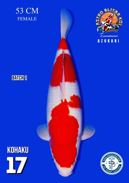 Lelang Koi Online, Jual Beli Ikan Koi, Pusat Jual Beli Koi, Info Lelang Koi Hari Ini, Platform Jual Beli Koi, Jual Beli Ikan Koi Online, Marketplace Ikan Koi, Jual Koi Terbaik, Tempat Beli Koi Berkualitas, Pasar Ikan Koi Online Terpercaya, Penjual Ikan Koi Terpercaya, Beli Koi Hias Online, Ikan Koi untuk Dijual, Koi Kualitas Terbaik, Toko Online Ikan Koi, Koi Hias Untuk Dijual, Jual Beli Ikan Koi Lokal, Koi Indonesia Online, Pusat Jual Beli Koi Terbesar