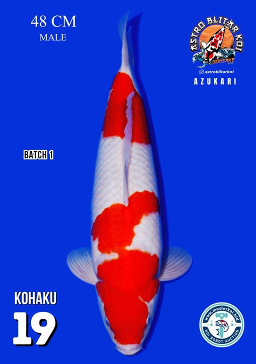 Lelang Koi Online, Jual Beli Ikan Koi, Pusat Jual Beli Koi, Info Lelang Koi Hari Ini, Platform Jual Beli Koi, Jual Beli Ikan Koi Online, Marketplace Ikan Koi, Jual Koi Terbaik, Tempat Beli Koi Berkualitas, Pasar Ikan Koi Online Terpercaya, Penjual Ikan Koi Terpercaya, Beli Koi Hias Online, Ikan Koi untuk Dijual, Koi Kualitas Terbaik, Toko Online Ikan Koi, Koi Hias Untuk Dijual, Jual Beli Ikan Koi Lokal, Koi Indonesia Online, Pusat Jual Beli Koi Terbesar