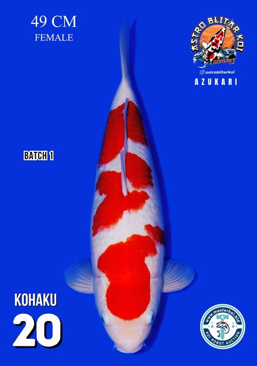 Lelang Koi Online, Jual Beli Ikan Koi, Pusat Jual Beli Koi, Info Lelang Koi Hari Ini, Platform Jual Beli Koi, Jual Beli Ikan Koi Online, Marketplace Ikan Koi, Jual Koi Terbaik, Tempat Beli Koi Berkualitas, Pasar Ikan Koi Online Terpercaya, Penjual Ikan Koi Terpercaya, Beli Koi Hias Online, Ikan Koi untuk Dijual, Koi Kualitas Terbaik, Toko Online Ikan Koi, Koi Hias Untuk Dijual, Jual Beli Ikan Koi Lokal, Koi Indonesia Online, Pusat Jual Beli Koi Terbesar