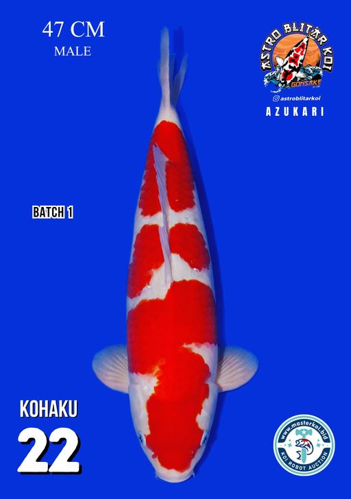 Lelang Koi Online, Jual Beli Ikan Koi, Pusat Jual Beli Koi, Info Lelang Koi Hari Ini, Platform Jual Beli Koi, Jual Beli Ikan Koi Online, Marketplace Ikan Koi, Jual Koi Terbaik, Tempat Beli Koi Berkualitas, Pasar Ikan Koi Online Terpercaya, Penjual Ikan Koi Terpercaya, Beli Koi Hias Online, Ikan Koi untuk Dijual, Koi Kualitas Terbaik, Toko Online Ikan Koi, Koi Hias Untuk Dijual, Jual Beli Ikan Koi Lokal, Koi Indonesia Online, Pusat Jual Beli Koi Terbesar