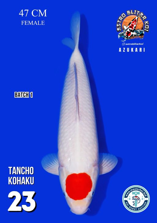 Lelang Koi Online, Jual Beli Ikan Koi, Pusat Jual Beli Koi, Info Lelang Koi Hari Ini, Platform Jual Beli Koi, Jual Beli Ikan Koi Online, Marketplace Ikan Koi, Jual Koi Terbaik, Tempat Beli Koi Berkualitas, Pasar Ikan Koi Online Terpercaya, Penjual Ikan Koi Terpercaya, Beli Koi Hias Online, Ikan Koi untuk Dijual, Koi Kualitas Terbaik, Toko Online Ikan Koi, Koi Hias Untuk Dijual, Jual Beli Ikan Koi Lokal, Koi Indonesia Online, Pusat Jual Beli Koi Terbesar