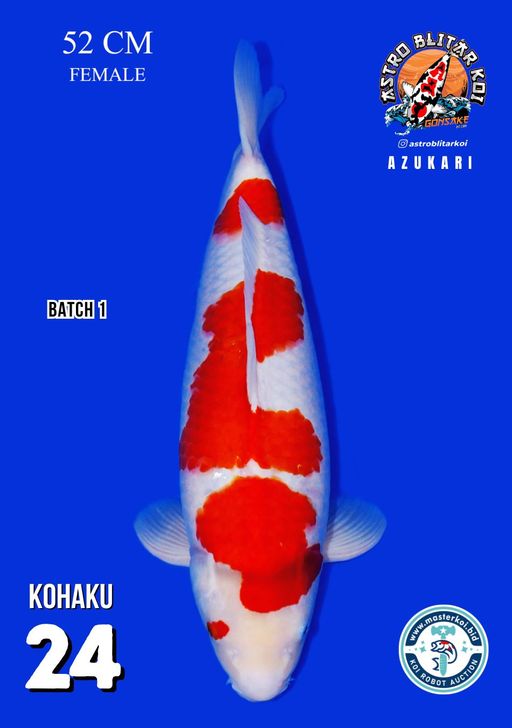 Lelang Koi Online, Jual Beli Ikan Koi, Pusat Jual Beli Koi, Info Lelang Koi Hari Ini, Platform Jual Beli Koi, Jual Beli Ikan Koi Online, Marketplace Ikan Koi, Jual Koi Terbaik, Tempat Beli Koi Berkualitas, Pasar Ikan Koi Online Terpercaya, Penjual Ikan Koi Terpercaya, Beli Koi Hias Online, Ikan Koi untuk Dijual, Koi Kualitas Terbaik, Toko Online Ikan Koi, Koi Hias Untuk Dijual, Jual Beli Ikan Koi Lokal, Koi Indonesia Online, Pusat Jual Beli Koi Terbesar