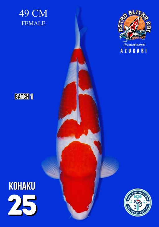 Lelang Koi Online, Jual Beli Ikan Koi, Pusat Jual Beli Koi, Info Lelang Koi Hari Ini, Platform Jual Beli Koi, Jual Beli Ikan Koi Online, Marketplace Ikan Koi, Jual Koi Terbaik, Tempat Beli Koi Berkualitas, Pasar Ikan Koi Online Terpercaya, Penjual Ikan Koi Terpercaya, Beli Koi Hias Online, Ikan Koi untuk Dijual, Koi Kualitas Terbaik, Toko Online Ikan Koi, Koi Hias Untuk Dijual, Jual Beli Ikan Koi Lokal, Koi Indonesia Online, Pusat Jual Beli Koi Terbesar