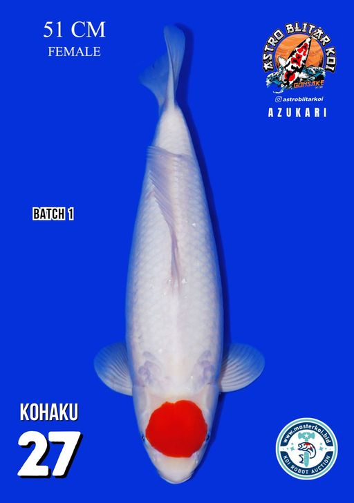 Lelang Koi Online, Jual Beli Ikan Koi, Pusat Jual Beli Koi, Info Lelang Koi Hari Ini, Platform Jual Beli Koi, Jual Beli Ikan Koi Online, Marketplace Ikan Koi, Jual Koi Terbaik, Tempat Beli Koi Berkualitas, Pasar Ikan Koi Online Terpercaya, Penjual Ikan Koi Terpercaya, Beli Koi Hias Online, Ikan Koi untuk Dijual, Koi Kualitas Terbaik, Toko Online Ikan Koi, Koi Hias Untuk Dijual, Jual Beli Ikan Koi Lokal, Koi Indonesia Online, Pusat Jual Beli Koi Terbesar