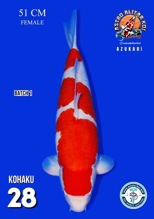 Lelang Koi Online, Jual Beli Ikan Koi, Pusat Jual Beli Koi, Info Lelang Koi Hari Ini, Platform Jual Beli Koi, Jual Beli Ikan Koi Online, Marketplace Ikan Koi, Jual Koi Terbaik, Tempat Beli Koi Berkualitas, Pasar Ikan Koi Online Terpercaya, Penjual Ikan Koi Terpercaya, Beli Koi Hias Online, Ikan Koi untuk Dijual, Koi Kualitas Terbaik, Toko Online Ikan Koi, Koi Hias Untuk Dijual, Jual Beli Ikan Koi Lokal, Koi Indonesia Online, Pusat Jual Beli Koi Terbesar