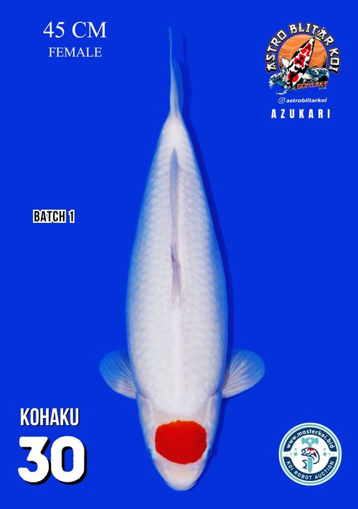 Lelang Koi Online, Jual Beli Ikan Koi, Pusat Jual Beli Koi, Info Lelang Koi Hari Ini, Platform Jual Beli Koi, Jual Beli Ikan Koi Online, Marketplace Ikan Koi, Jual Koi Terbaik, Tempat Beli Koi Berkualitas, Pasar Ikan Koi Online Terpercaya, Penjual Ikan Koi Terpercaya, Beli Koi Hias Online, Ikan Koi untuk Dijual, Koi Kualitas Terbaik, Toko Online Ikan Koi, Koi Hias Untuk Dijual, Jual Beli Ikan Koi Lokal, Koi Indonesia Online, Pusat Jual Beli Koi Terbesar