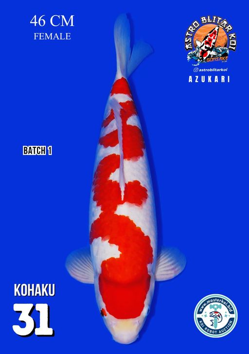 Lelang Koi Online, Jual Beli Ikan Koi, Pusat Jual Beli Koi, Info Lelang Koi Hari Ini, Platform Jual Beli Koi, Jual Beli Ikan Koi Online, Marketplace Ikan Koi, Jual Koi Terbaik, Tempat Beli Koi Berkualitas, Pasar Ikan Koi Online Terpercaya, Penjual Ikan Koi Terpercaya, Beli Koi Hias Online, Ikan Koi untuk Dijual, Koi Kualitas Terbaik, Toko Online Ikan Koi, Koi Hias Untuk Dijual, Jual Beli Ikan Koi Lokal, Koi Indonesia Online, Pusat Jual Beli Koi Terbesar