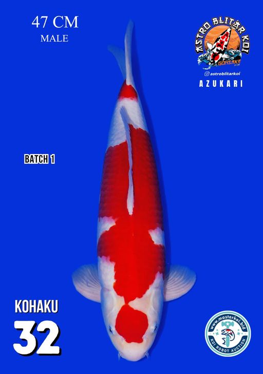 Lelang Koi Online, Jual Beli Ikan Koi, Pusat Jual Beli Koi, Info Lelang Koi Hari Ini, Platform Jual Beli Koi, Jual Beli Ikan Koi Online, Marketplace Ikan Koi, Jual Koi Terbaik, Tempat Beli Koi Berkualitas, Pasar Ikan Koi Online Terpercaya, Penjual Ikan Koi Terpercaya, Beli Koi Hias Online, Ikan Koi untuk Dijual, Koi Kualitas Terbaik, Toko Online Ikan Koi, Koi Hias Untuk Dijual, Jual Beli Ikan Koi Lokal, Koi Indonesia Online, Pusat Jual Beli Koi Terbesar