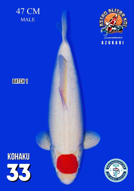 Lelang Koi Online, Jual Beli Ikan Koi, Pusat Jual Beli Koi, Info Lelang Koi Hari Ini, Platform Jual Beli Koi, Jual Beli Ikan Koi Online, Marketplace Ikan Koi, Jual Koi Terbaik, Tempat Beli Koi Berkualitas, Pasar Ikan Koi Online Terpercaya, Penjual Ikan Koi Terpercaya, Beli Koi Hias Online, Ikan Koi untuk Dijual, Koi Kualitas Terbaik, Toko Online Ikan Koi, Koi Hias Untuk Dijual, Jual Beli Ikan Koi Lokal, Koi Indonesia Online, Pusat Jual Beli Koi Terbesar