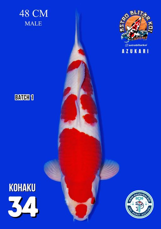 Lelang Koi Online, Jual Beli Ikan Koi, Pusat Jual Beli Koi, Info Lelang Koi Hari Ini, Platform Jual Beli Koi, Jual Beli Ikan Koi Online, Marketplace Ikan Koi, Jual Koi Terbaik, Tempat Beli Koi Berkualitas, Pasar Ikan Koi Online Terpercaya, Penjual Ikan Koi Terpercaya, Beli Koi Hias Online, Ikan Koi untuk Dijual, Koi Kualitas Terbaik, Toko Online Ikan Koi, Koi Hias Untuk Dijual, Jual Beli Ikan Koi Lokal, Koi Indonesia Online, Pusat Jual Beli Koi Terbesar