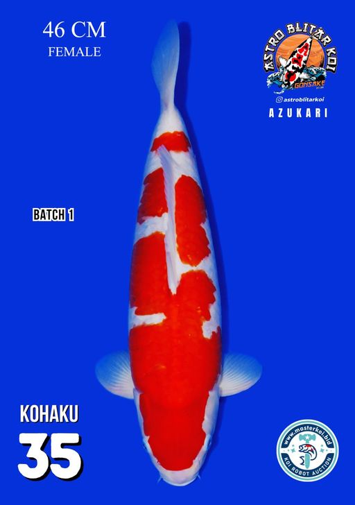 Lelang Koi Online, Jual Beli Ikan Koi, Pusat Jual Beli Koi, Info Lelang Koi Hari Ini, Platform Jual Beli Koi, Jual Beli Ikan Koi Online, Marketplace Ikan Koi, Jual Koi Terbaik, Tempat Beli Koi Berkualitas, Pasar Ikan Koi Online Terpercaya, Penjual Ikan Koi Terpercaya, Beli Koi Hias Online, Ikan Koi untuk Dijual, Koi Kualitas Terbaik, Toko Online Ikan Koi, Koi Hias Untuk Dijual, Jual Beli Ikan Koi Lokal, Koi Indonesia Online, Pusat Jual Beli Koi Terbesar