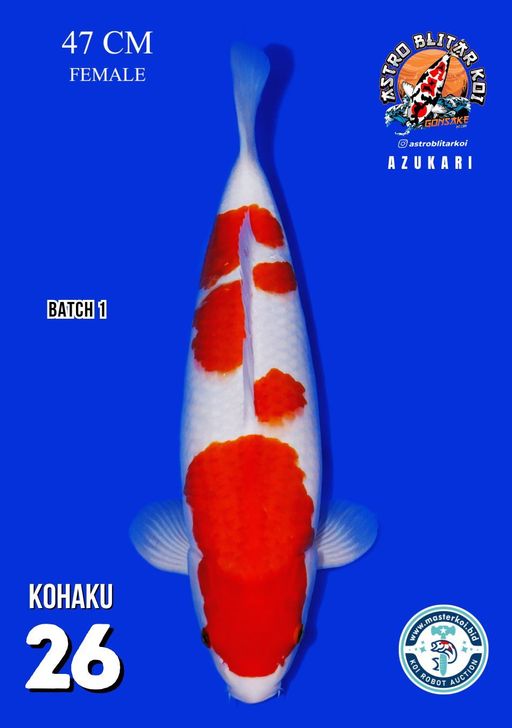 Lelang Koi Online, Jual Beli Ikan Koi, Pusat Jual Beli Koi, Info Lelang Koi Hari Ini, Platform Jual Beli Koi, Jual Beli Ikan Koi Online, Marketplace Ikan Koi, Jual Koi Terbaik, Tempat Beli Koi Berkualitas, Pasar Ikan Koi Online Terpercaya, Penjual Ikan Koi Terpercaya, Beli Koi Hias Online, Ikan Koi untuk Dijual, Koi Kualitas Terbaik, Toko Online Ikan Koi, Koi Hias Untuk Dijual, Jual Beli Ikan Koi Lokal, Koi Indonesia Online, Pusat Jual Beli Koi Terbesar