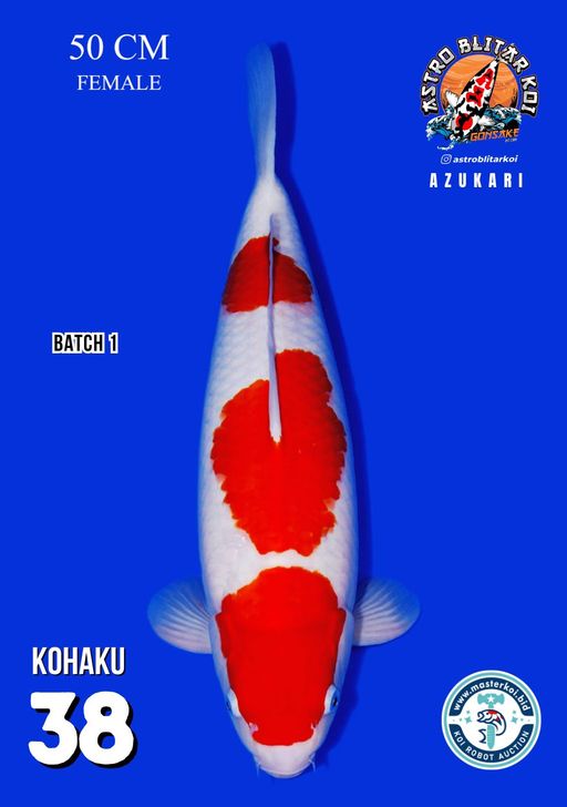 Lelang Koi Online, Jual Beli Ikan Koi, Pusat Jual Beli Koi, Info Lelang Koi Hari Ini, Platform Jual Beli Koi, Jual Beli Ikan Koi Online, Marketplace Ikan Koi, Jual Koi Terbaik, Tempat Beli Koi Berkualitas, Pasar Ikan Koi Online Terpercaya, Penjual Ikan Koi Terpercaya, Beli Koi Hias Online, Ikan Koi untuk Dijual, Koi Kualitas Terbaik, Toko Online Ikan Koi, Koi Hias Untuk Dijual, Jual Beli Ikan Koi Lokal, Koi Indonesia Online, Pusat Jual Beli Koi Terbesar