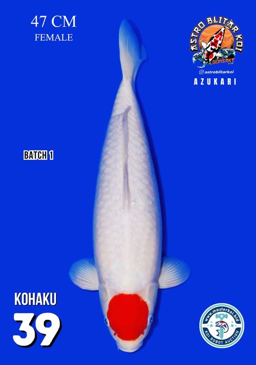 Lelang Koi Online, Jual Beli Ikan Koi, Pusat Jual Beli Koi, Info Lelang Koi Hari Ini, Platform Jual Beli Koi, Jual Beli Ikan Koi Online, Marketplace Ikan Koi, Jual Koi Terbaik, Tempat Beli Koi Berkualitas, Pasar Ikan Koi Online Terpercaya, Penjual Ikan Koi Terpercaya, Beli Koi Hias Online, Ikan Koi untuk Dijual, Koi Kualitas Terbaik, Toko Online Ikan Koi, Koi Hias Untuk Dijual, Jual Beli Ikan Koi Lokal, Koi Indonesia Online, Pusat Jual Beli Koi Terbesar