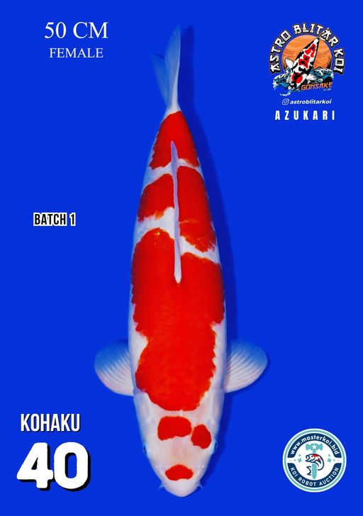 Lelang Koi Online, Jual Beli Ikan Koi, Pusat Jual Beli Koi, Info Lelang Koi Hari Ini, Platform Jual Beli Koi, Jual Beli Ikan Koi Online, Marketplace Ikan Koi, Jual Koi Terbaik, Tempat Beli Koi Berkualitas, Pasar Ikan Koi Online Terpercaya, Penjual Ikan Koi Terpercaya, Beli Koi Hias Online, Ikan Koi untuk Dijual, Koi Kualitas Terbaik, Toko Online Ikan Koi, Koi Hias Untuk Dijual, Jual Beli Ikan Koi Lokal, Koi Indonesia Online, Pusat Jual Beli Koi Terbesar