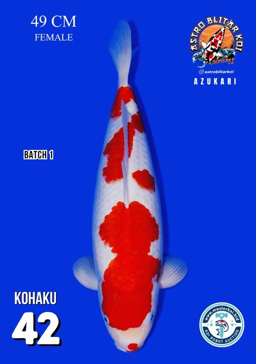 Lelang Koi Online, Jual Beli Ikan Koi, Pusat Jual Beli Koi, Info Lelang Koi Hari Ini, Platform Jual Beli Koi, Jual Beli Ikan Koi Online, Marketplace Ikan Koi, Jual Koi Terbaik, Tempat Beli Koi Berkualitas, Pasar Ikan Koi Online Terpercaya, Penjual Ikan Koi Terpercaya, Beli Koi Hias Online, Ikan Koi untuk Dijual, Koi Kualitas Terbaik, Toko Online Ikan Koi, Koi Hias Untuk Dijual, Jual Beli Ikan Koi Lokal, Koi Indonesia Online, Pusat Jual Beli Koi Terbesar