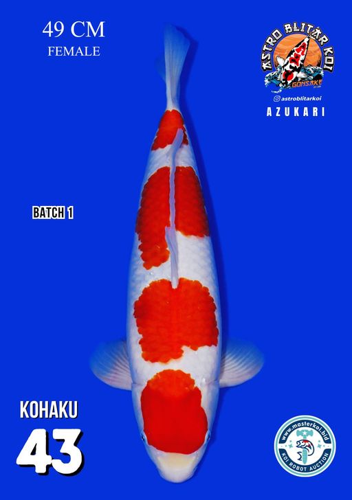 Lelang Koi Online, Jual Beli Ikan Koi, Pusat Jual Beli Koi, Info Lelang Koi Hari Ini, Platform Jual Beli Koi, Jual Beli Ikan Koi Online, Marketplace Ikan Koi, Jual Koi Terbaik, Tempat Beli Koi Berkualitas, Pasar Ikan Koi Online Terpercaya, Penjual Ikan Koi Terpercaya, Beli Koi Hias Online, Ikan Koi untuk Dijual, Koi Kualitas Terbaik, Toko Online Ikan Koi, Koi Hias Untuk Dijual, Jual Beli Ikan Koi Lokal, Koi Indonesia Online, Pusat Jual Beli Koi Terbesar