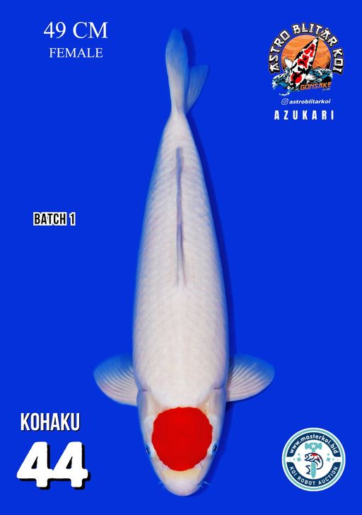 Lelang Koi Online, Jual Beli Ikan Koi, Pusat Jual Beli Koi, Info Lelang Koi Hari Ini, Platform Jual Beli Koi, Jual Beli Ikan Koi Online, Marketplace Ikan Koi, Jual Koi Terbaik, Tempat Beli Koi Berkualitas, Pasar Ikan Koi Online Terpercaya, Penjual Ikan Koi Terpercaya, Beli Koi Hias Online, Ikan Koi untuk Dijual, Koi Kualitas Terbaik, Toko Online Ikan Koi, Koi Hias Untuk Dijual, Jual Beli Ikan Koi Lokal, Koi Indonesia Online, Pusat Jual Beli Koi Terbesar