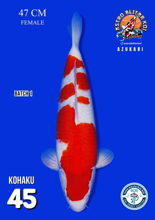 Lelang Koi Online, Jual Beli Ikan Koi, Pusat Jual Beli Koi, Info Lelang Koi Hari Ini, Platform Jual Beli Koi, Jual Beli Ikan Koi Online, Marketplace Ikan Koi, Jual Koi Terbaik, Tempat Beli Koi Berkualitas, Pasar Ikan Koi Online Terpercaya, Penjual Ikan Koi Terpercaya, Beli Koi Hias Online, Ikan Koi untuk Dijual, Koi Kualitas Terbaik, Toko Online Ikan Koi, Koi Hias Untuk Dijual, Jual Beli Ikan Koi Lokal, Koi Indonesia Online, Pusat Jual Beli Koi Terbesar