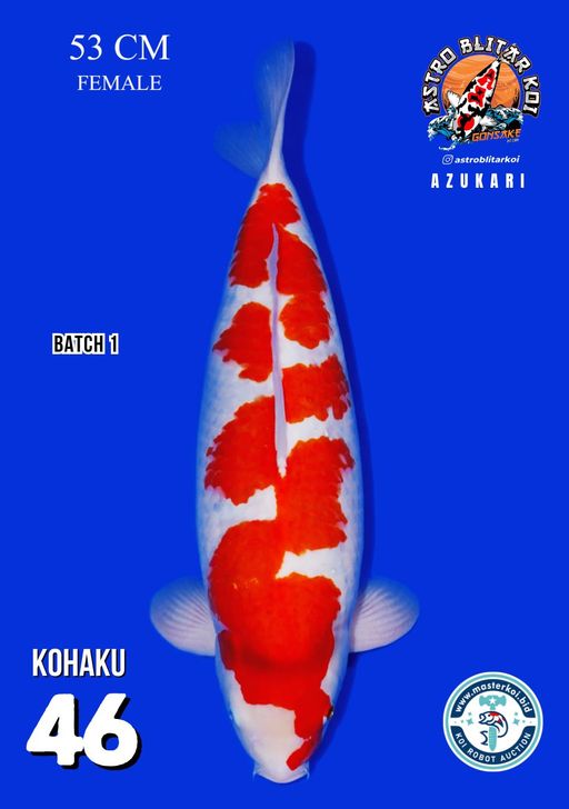 Lelang Koi Online, Jual Beli Ikan Koi, Pusat Jual Beli Koi, Info Lelang Koi Hari Ini, Platform Jual Beli Koi, Jual Beli Ikan Koi Online, Marketplace Ikan Koi, Jual Koi Terbaik, Tempat Beli Koi Berkualitas, Pasar Ikan Koi Online Terpercaya, Penjual Ikan Koi Terpercaya, Beli Koi Hias Online, Ikan Koi untuk Dijual, Koi Kualitas Terbaik, Toko Online Ikan Koi, Koi Hias Untuk Dijual, Jual Beli Ikan Koi Lokal, Koi Indonesia Online, Pusat Jual Beli Koi Terbesar