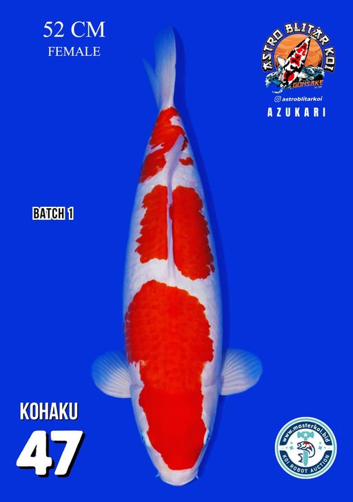 Lelang Koi Online, Jual Beli Ikan Koi, Pusat Jual Beli Koi, Info Lelang Koi Hari Ini, Platform Jual Beli Koi, Jual Beli Ikan Koi Online, Marketplace Ikan Koi, Jual Koi Terbaik, Tempat Beli Koi Berkualitas, Pasar Ikan Koi Online Terpercaya, Penjual Ikan Koi Terpercaya, Beli Koi Hias Online, Ikan Koi untuk Dijual, Koi Kualitas Terbaik, Toko Online Ikan Koi, Koi Hias Untuk Dijual, Jual Beli Ikan Koi Lokal, Koi Indonesia Online, Pusat Jual Beli Koi Terbesar