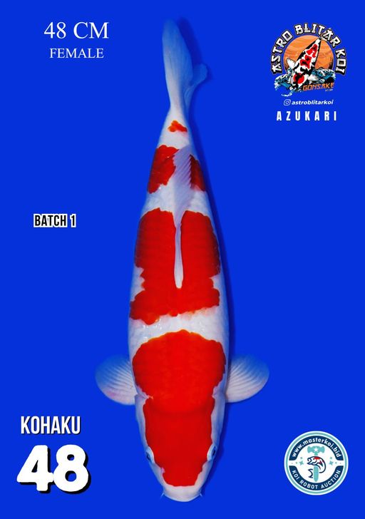 Lelang Koi Online, Jual Beli Ikan Koi, Pusat Jual Beli Koi, Info Lelang Koi Hari Ini, Platform Jual Beli Koi, Jual Beli Ikan Koi Online, Marketplace Ikan Koi, Jual Koi Terbaik, Tempat Beli Koi Berkualitas, Pasar Ikan Koi Online Terpercaya, Penjual Ikan Koi Terpercaya, Beli Koi Hias Online, Ikan Koi untuk Dijual, Koi Kualitas Terbaik, Toko Online Ikan Koi, Koi Hias Untuk Dijual, Jual Beli Ikan Koi Lokal, Koi Indonesia Online, Pusat Jual Beli Koi Terbesar