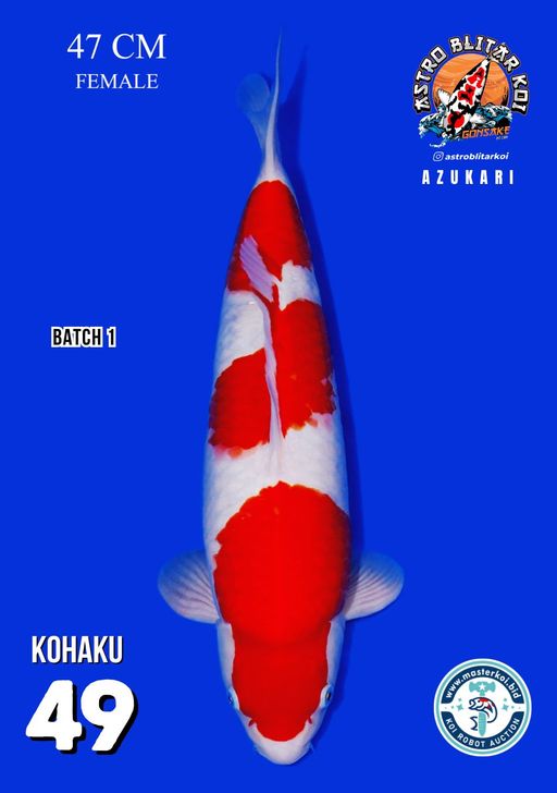 Lelang Koi Online, Jual Beli Ikan Koi, Pusat Jual Beli Koi, Info Lelang Koi Hari Ini, Platform Jual Beli Koi, Jual Beli Ikan Koi Online, Marketplace Ikan Koi, Jual Koi Terbaik, Tempat Beli Koi Berkualitas, Pasar Ikan Koi Online Terpercaya, Penjual Ikan Koi Terpercaya, Beli Koi Hias Online, Ikan Koi untuk Dijual, Koi Kualitas Terbaik, Toko Online Ikan Koi, Koi Hias Untuk Dijual, Jual Beli Ikan Koi Lokal, Koi Indonesia Online, Pusat Jual Beli Koi Terbesar