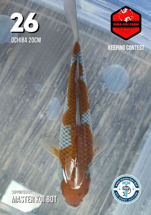 Lelang Koi Online, Jual Beli Ikan Koi, Pusat Jual Beli Koi, Info Lelang Koi Hari Ini, Platform Jual Beli Koi, Jual Beli Ikan Koi Online, Marketplace Ikan Koi, Jual Koi Terbaik, Tempat Beli Koi Berkualitas, Pasar Ikan Koi Online Terpercaya, Penjual Ikan Koi Terpercaya, Beli Koi Hias Online, Ikan Koi untuk Dijual, Koi Kualitas Terbaik, Toko Online Ikan Koi, Koi Hias Untuk Dijual, Jual Beli Ikan Koi Lokal, Koi Indonesia Online, Pusat Jual Beli Koi Terbesar