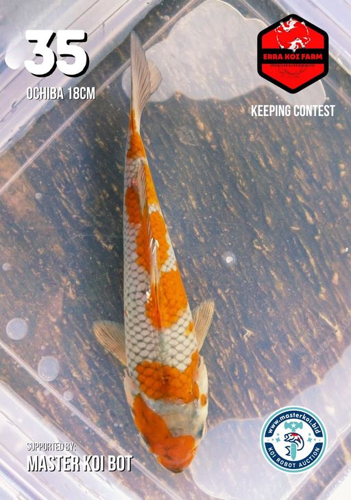 Lelang Koi Online, Jual Beli Ikan Koi, Pusat Jual Beli Koi, Info Lelang Koi Hari Ini, Platform Jual Beli Koi, Jual Beli Ikan Koi Online, Marketplace Ikan Koi, Jual Koi Terbaik, Tempat Beli Koi Berkualitas, Pasar Ikan Koi Online Terpercaya, Penjual Ikan Koi Terpercaya, Beli Koi Hias Online, Ikan Koi untuk Dijual, Koi Kualitas Terbaik, Toko Online Ikan Koi, Koi Hias Untuk Dijual, Jual Beli Ikan Koi Lokal, Koi Indonesia Online, Pusat Jual Beli Koi Terbesar