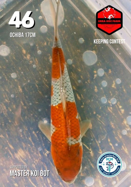 Lelang Koi Online, Jual Beli Ikan Koi, Pusat Jual Beli Koi, Info Lelang Koi Hari Ini, Platform Jual Beli Koi, Jual Beli Ikan Koi Online, Marketplace Ikan Koi, Jual Koi Terbaik, Tempat Beli Koi Berkualitas, Pasar Ikan Koi Online Terpercaya, Penjual Ikan Koi Terpercaya, Beli Koi Hias Online, Ikan Koi untuk Dijual, Koi Kualitas Terbaik, Toko Online Ikan Koi, Koi Hias Untuk Dijual, Jual Beli Ikan Koi Lokal, Koi Indonesia Online, Pusat Jual Beli Koi Terbesar