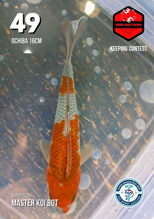 Lelang Koi Online, Jual Beli Ikan Koi, Pusat Jual Beli Koi, Info Lelang Koi Hari Ini, Platform Jual Beli Koi, Jual Beli Ikan Koi Online, Marketplace Ikan Koi, Jual Koi Terbaik, Tempat Beli Koi Berkualitas, Pasar Ikan Koi Online Terpercaya, Penjual Ikan Koi Terpercaya, Beli Koi Hias Online, Ikan Koi untuk Dijual, Koi Kualitas Terbaik, Toko Online Ikan Koi, Koi Hias Untuk Dijual, Jual Beli Ikan Koi Lokal, Koi Indonesia Online, Pusat Jual Beli Koi Terbesar