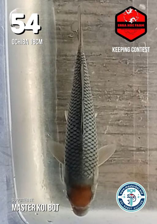 Lelang Koi Online, Jual Beli Ikan Koi, Pusat Jual Beli Koi, Info Lelang Koi Hari Ini, Platform Jual Beli Koi, Jual Beli Ikan Koi Online, Marketplace Ikan Koi, Jual Koi Terbaik, Tempat Beli Koi Berkualitas, Pasar Ikan Koi Online Terpercaya, Penjual Ikan Koi Terpercaya, Beli Koi Hias Online, Ikan Koi untuk Dijual, Koi Kualitas Terbaik, Toko Online Ikan Koi, Koi Hias Untuk Dijual, Jual Beli Ikan Koi Lokal, Koi Indonesia Online, Pusat Jual Beli Koi Terbesar