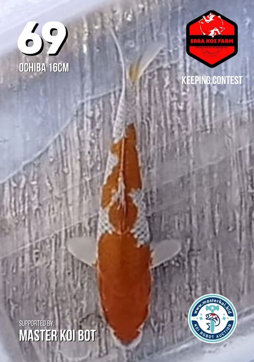 Lelang Koi Online, Jual Beli Ikan Koi, Pusat Jual Beli Koi, Info Lelang Koi Hari Ini, Platform Jual Beli Koi, Jual Beli Ikan Koi Online, Marketplace Ikan Koi, Jual Koi Terbaik, Tempat Beli Koi Berkualitas, Pasar Ikan Koi Online Terpercaya, Penjual Ikan Koi Terpercaya, Beli Koi Hias Online, Ikan Koi untuk Dijual, Koi Kualitas Terbaik, Toko Online Ikan Koi, Koi Hias Untuk Dijual, Jual Beli Ikan Koi Lokal, Koi Indonesia Online, Pusat Jual Beli Koi Terbesar