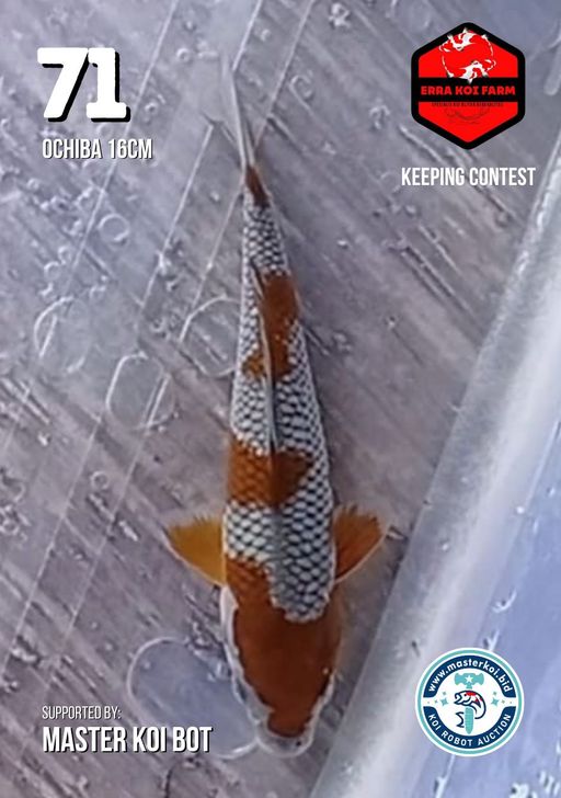 Lelang Koi Online, Jual Beli Ikan Koi, Pusat Jual Beli Koi, Info Lelang Koi Hari Ini, Platform Jual Beli Koi, Jual Beli Ikan Koi Online, Marketplace Ikan Koi, Jual Koi Terbaik, Tempat Beli Koi Berkualitas, Pasar Ikan Koi Online Terpercaya, Penjual Ikan Koi Terpercaya, Beli Koi Hias Online, Ikan Koi untuk Dijual, Koi Kualitas Terbaik, Toko Online Ikan Koi, Koi Hias Untuk Dijual, Jual Beli Ikan Koi Lokal, Koi Indonesia Online, Pusat Jual Beli Koi Terbesar