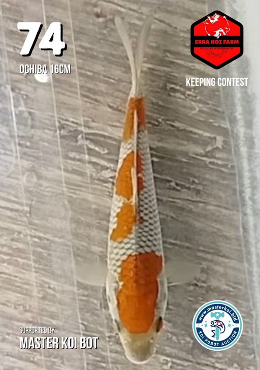 Lelang Koi Online, Jual Beli Ikan Koi, Pusat Jual Beli Koi, Info Lelang Koi Hari Ini, Platform Jual Beli Koi, Jual Beli Ikan Koi Online, Marketplace Ikan Koi, Jual Koi Terbaik, Tempat Beli Koi Berkualitas, Pasar Ikan Koi Online Terpercaya, Penjual Ikan Koi Terpercaya, Beli Koi Hias Online, Ikan Koi untuk Dijual, Koi Kualitas Terbaik, Toko Online Ikan Koi, Koi Hias Untuk Dijual, Jual Beli Ikan Koi Lokal, Koi Indonesia Online, Pusat Jual Beli Koi Terbesar