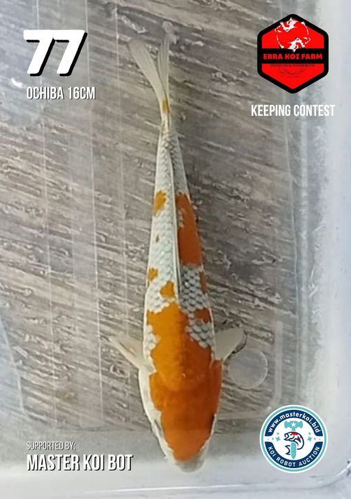 Lelang Koi Online, Jual Beli Ikan Koi, Pusat Jual Beli Koi, Info Lelang Koi Hari Ini, Platform Jual Beli Koi, Jual Beli Ikan Koi Online, Marketplace Ikan Koi, Jual Koi Terbaik, Tempat Beli Koi Berkualitas, Pasar Ikan Koi Online Terpercaya, Penjual Ikan Koi Terpercaya, Beli Koi Hias Online, Ikan Koi untuk Dijual, Koi Kualitas Terbaik, Toko Online Ikan Koi, Koi Hias Untuk Dijual, Jual Beli Ikan Koi Lokal, Koi Indonesia Online, Pusat Jual Beli Koi Terbesar