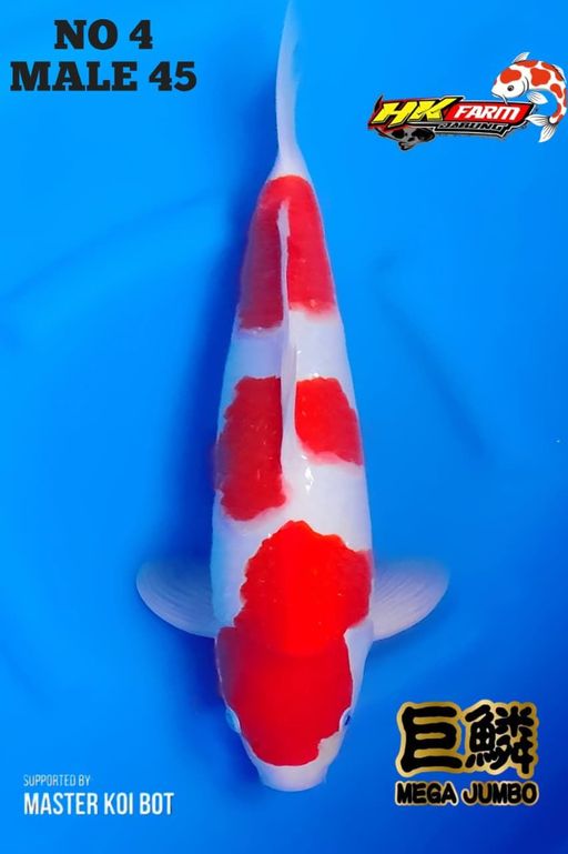 Lelang Koi Online, Jual Beli Ikan Koi, Pusat Jual Beli Koi, Info Lelang Koi Hari Ini, Platform Jual Beli Koi, Jual Beli Ikan Koi Online, Marketplace Ikan Koi, Jual Koi Terbaik, Tempat Beli Koi Berkualitas, Pasar Ikan Koi Online Terpercaya, Penjual Ikan Koi Terpercaya, Beli Koi Hias Online, Ikan Koi untuk Dijual, Koi Kualitas Terbaik, Toko Online Ikan Koi, Koi Hias Untuk Dijual, Jual Beli Ikan Koi Lokal, Koi Indonesia Online, Pusat Jual Beli Koi Terbesar