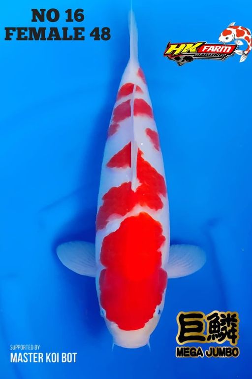 Lelang Koi Online, Jual Beli Ikan Koi, Pusat Jual Beli Koi, Info Lelang Koi Hari Ini, Platform Jual Beli Koi, Jual Beli Ikan Koi Online, Marketplace Ikan Koi, Jual Koi Terbaik, Tempat Beli Koi Berkualitas, Pasar Ikan Koi Online Terpercaya, Penjual Ikan Koi Terpercaya, Beli Koi Hias Online, Ikan Koi untuk Dijual, Koi Kualitas Terbaik, Toko Online Ikan Koi, Koi Hias Untuk Dijual, Jual Beli Ikan Koi Lokal, Koi Indonesia Online, Pusat Jual Beli Koi Terbesar