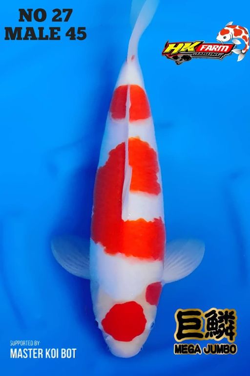Lelang Koi Online, Jual Beli Ikan Koi, Pusat Jual Beli Koi, Info Lelang Koi Hari Ini, Platform Jual Beli Koi, Jual Beli Ikan Koi Online, Marketplace Ikan Koi, Jual Koi Terbaik, Tempat Beli Koi Berkualitas, Pasar Ikan Koi Online Terpercaya, Penjual Ikan Koi Terpercaya, Beli Koi Hias Online, Ikan Koi untuk Dijual, Koi Kualitas Terbaik, Toko Online Ikan Koi, Koi Hias Untuk Dijual, Jual Beli Ikan Koi Lokal, Koi Indonesia Online, Pusat Jual Beli Koi Terbesar