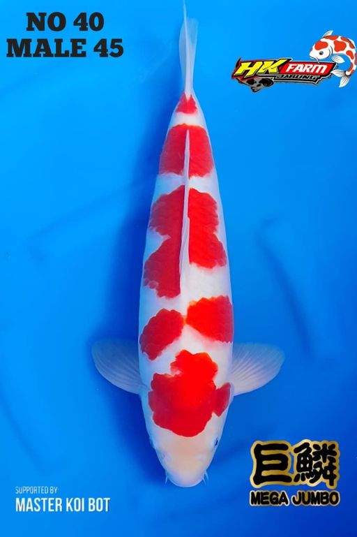 Lelang Koi Online, Jual Beli Ikan Koi, Pusat Jual Beli Koi, Info Lelang Koi Hari Ini, Platform Jual Beli Koi, Jual Beli Ikan Koi Online, Marketplace Ikan Koi, Jual Koi Terbaik, Tempat Beli Koi Berkualitas, Pasar Ikan Koi Online Terpercaya, Penjual Ikan Koi Terpercaya, Beli Koi Hias Online, Ikan Koi untuk Dijual, Koi Kualitas Terbaik, Toko Online Ikan Koi, Koi Hias Untuk Dijual, Jual Beli Ikan Koi Lokal, Koi Indonesia Online, Pusat Jual Beli Koi Terbesar