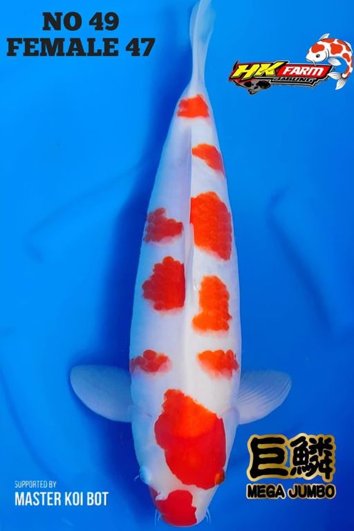 Lelang Koi Online, Jual Beli Ikan Koi, Pusat Jual Beli Koi, Info Lelang Koi Hari Ini, Platform Jual Beli Koi, Jual Beli Ikan Koi Online, Marketplace Ikan Koi, Jual Koi Terbaik, Tempat Beli Koi Berkualitas, Pasar Ikan Koi Online Terpercaya, Penjual Ikan Koi Terpercaya, Beli Koi Hias Online, Ikan Koi untuk Dijual, Koi Kualitas Terbaik, Toko Online Ikan Koi, Koi Hias Untuk Dijual, Jual Beli Ikan Koi Lokal, Koi Indonesia Online, Pusat Jual Beli Koi Terbesar